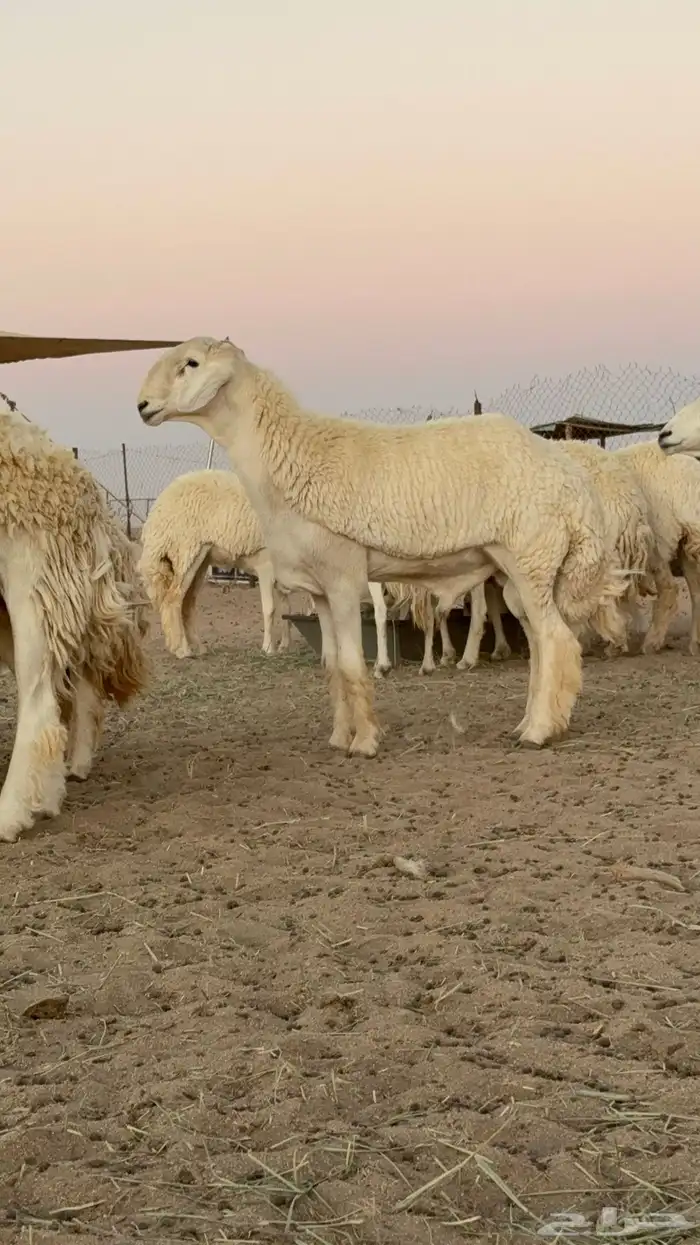 مشاريع فحول فاخره طليان من مراح كفو 4