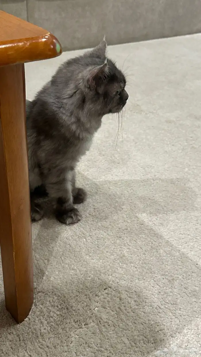 حصلنا قط ضايع 1