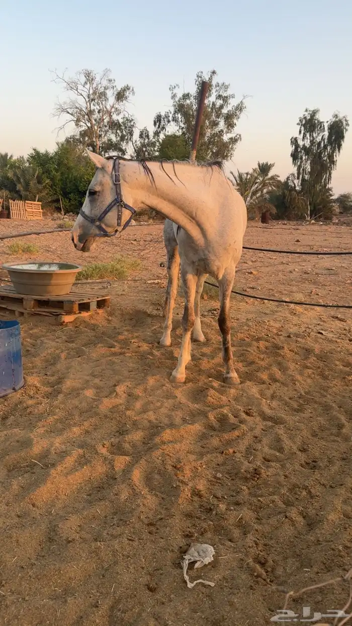 فرس زرقاء للبيع 2