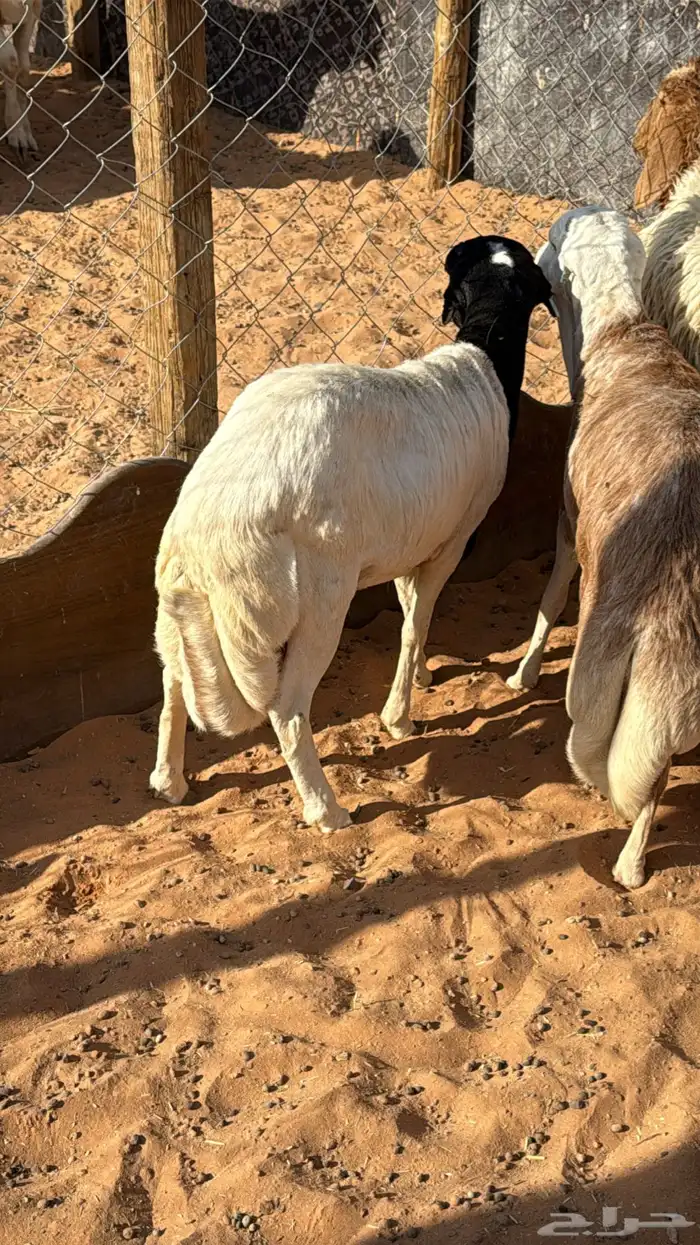 ذبايح ابو سعود مشروطة من كل شي 3