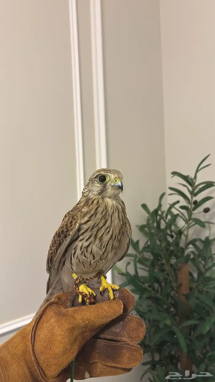 بأشق شبوط للبيع 0