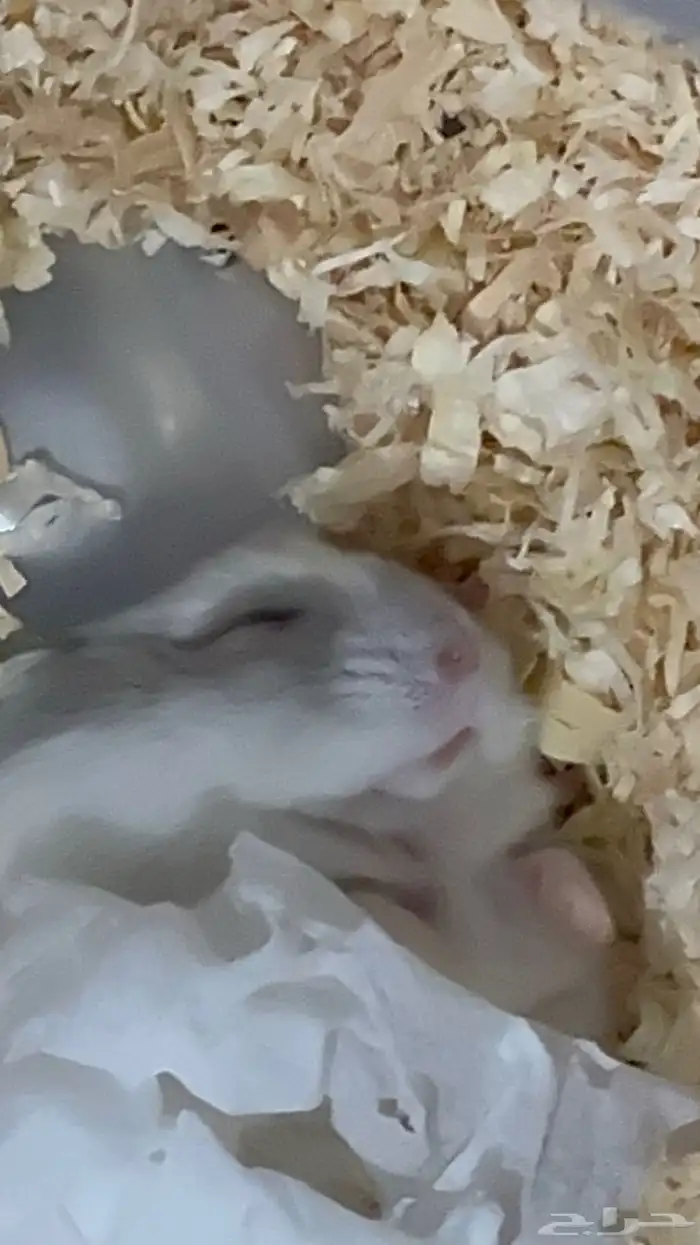 هامستر ونتر وايت النادر للبيع 3