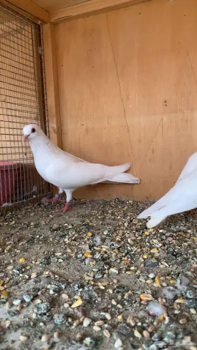 طيور حمام صنعاني أصوات و احجام index