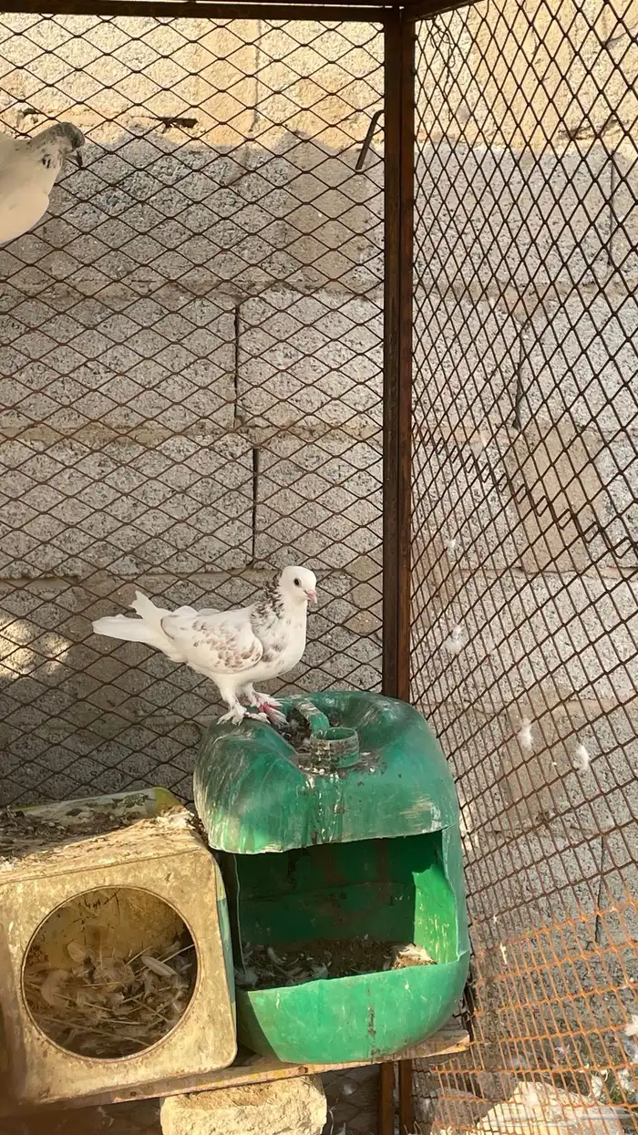 حمام بكستاني و بلجيكي 3