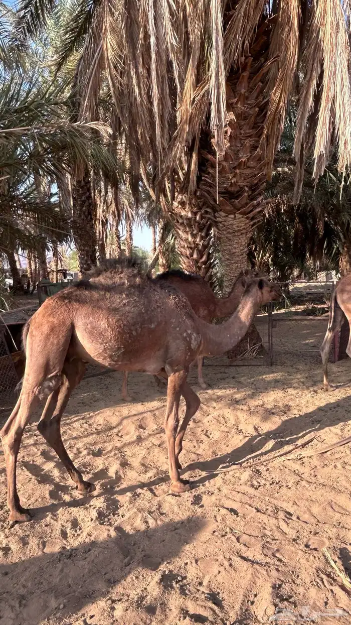 قعدان للبيع 7