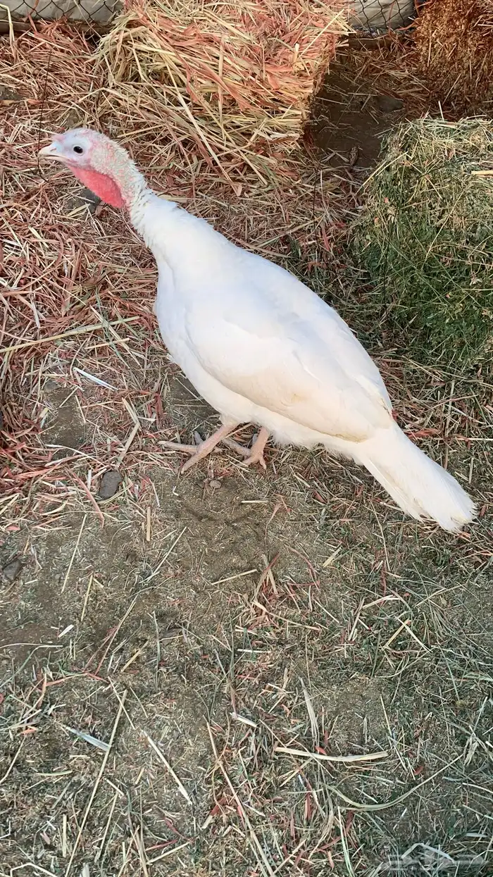 دجاجه رومي 2