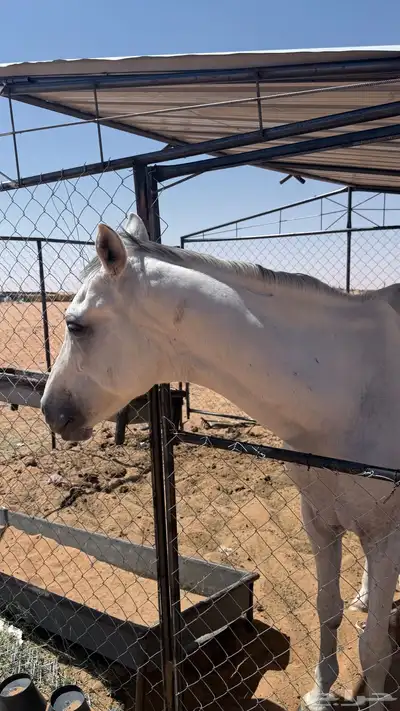 حصان للبيع index