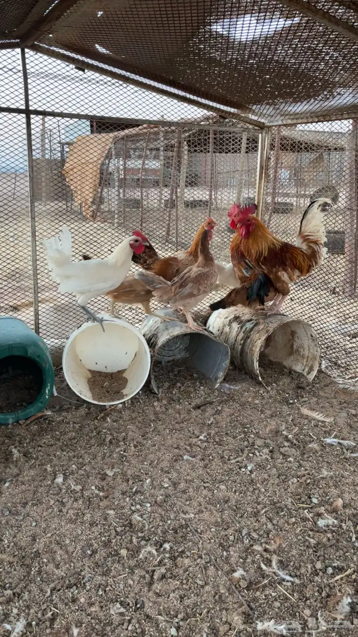 للبيع دجاج 1