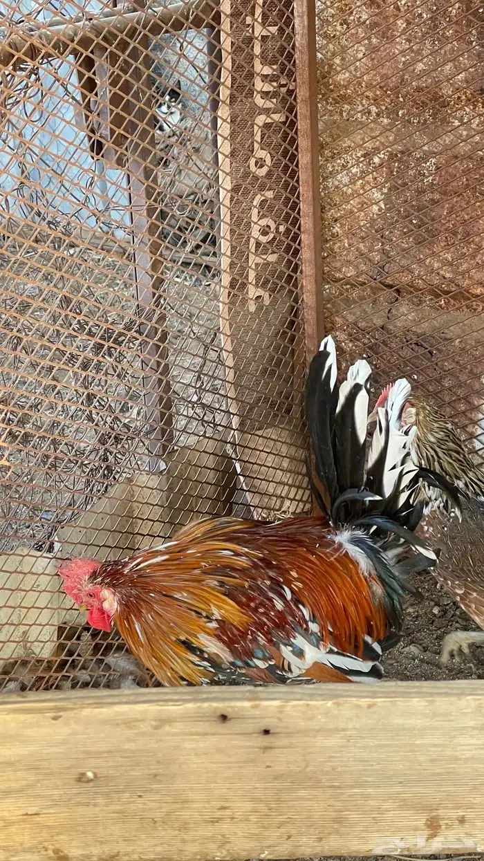 ديك و دجاجه مفرخه عربي ماكنتوش 2
