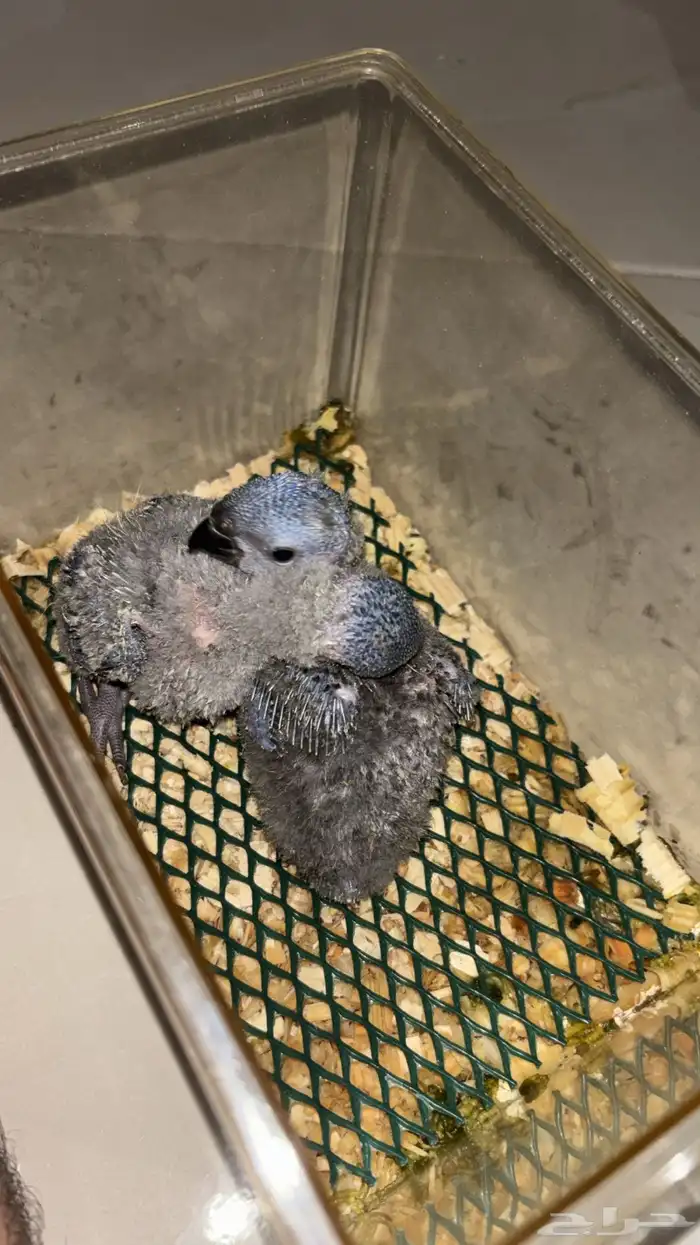 فروخ لوري للبيع 0