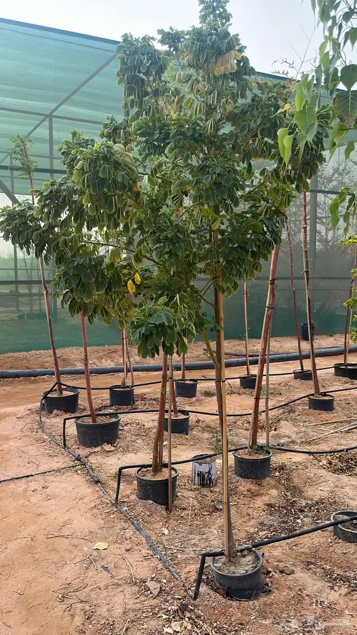 جهنمية اشجار زينه وشوكيه 16