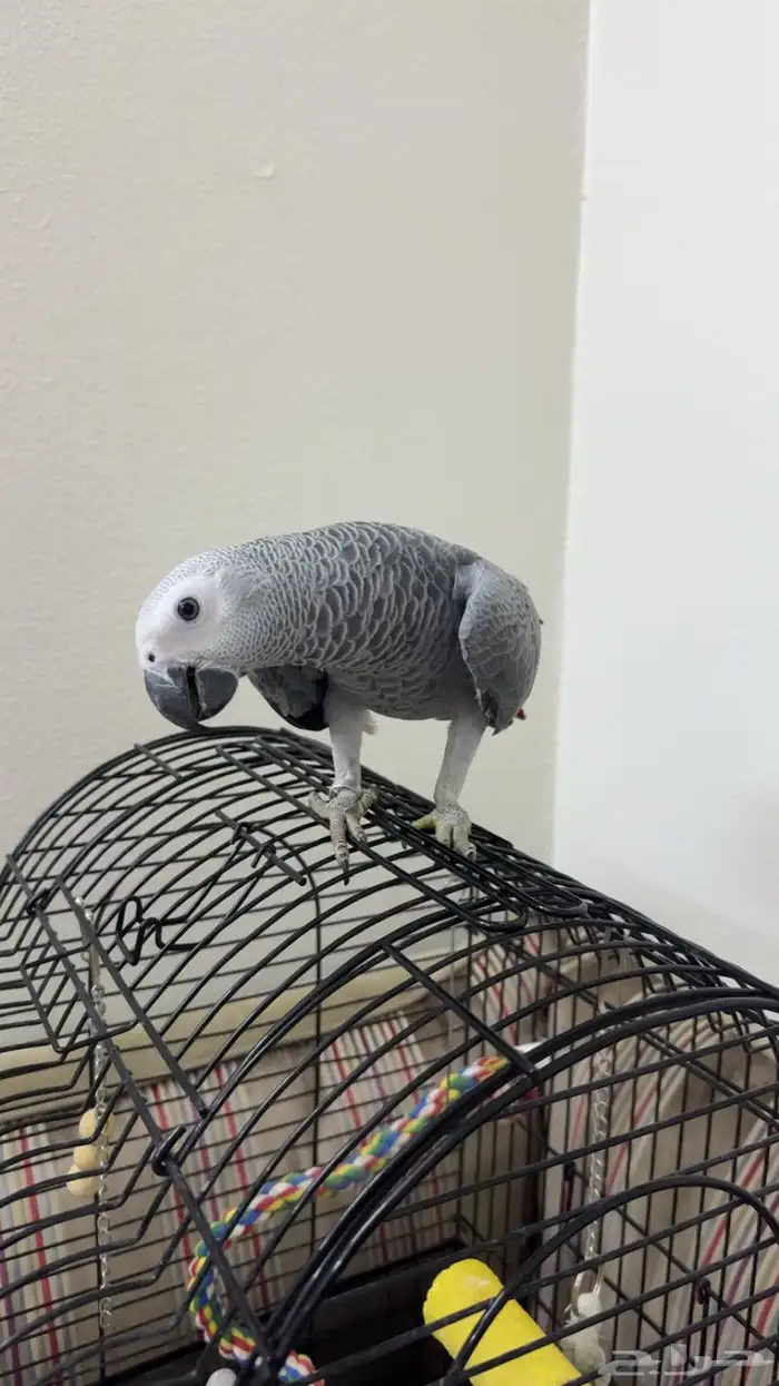 فرخ كاسكو متكلم 3