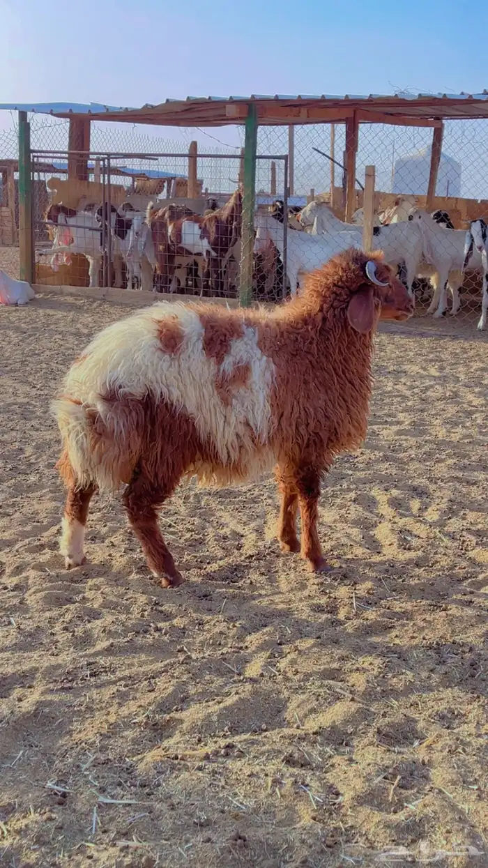 نعيم سواكن برابر فل شحم 4