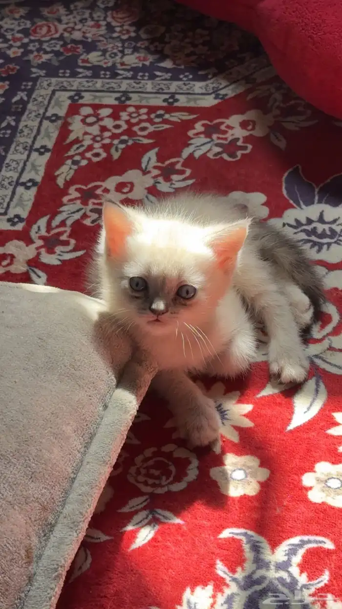 قطط للتبني 6