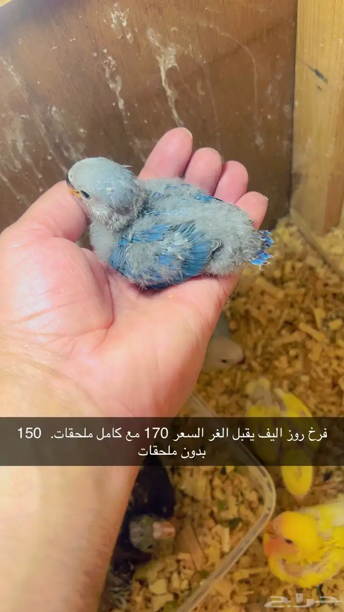 ماشاءالله فروخ روز اليفه تقبل الغر الاسعار وتفاصبل بالصوره 1