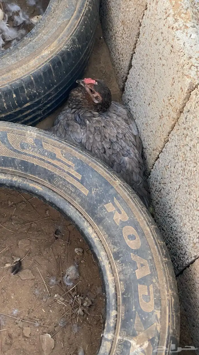 دجاج للبيع 5