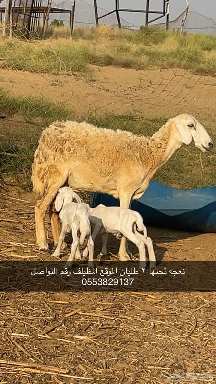 ضان نعجه ولود (تم البيعع) 0