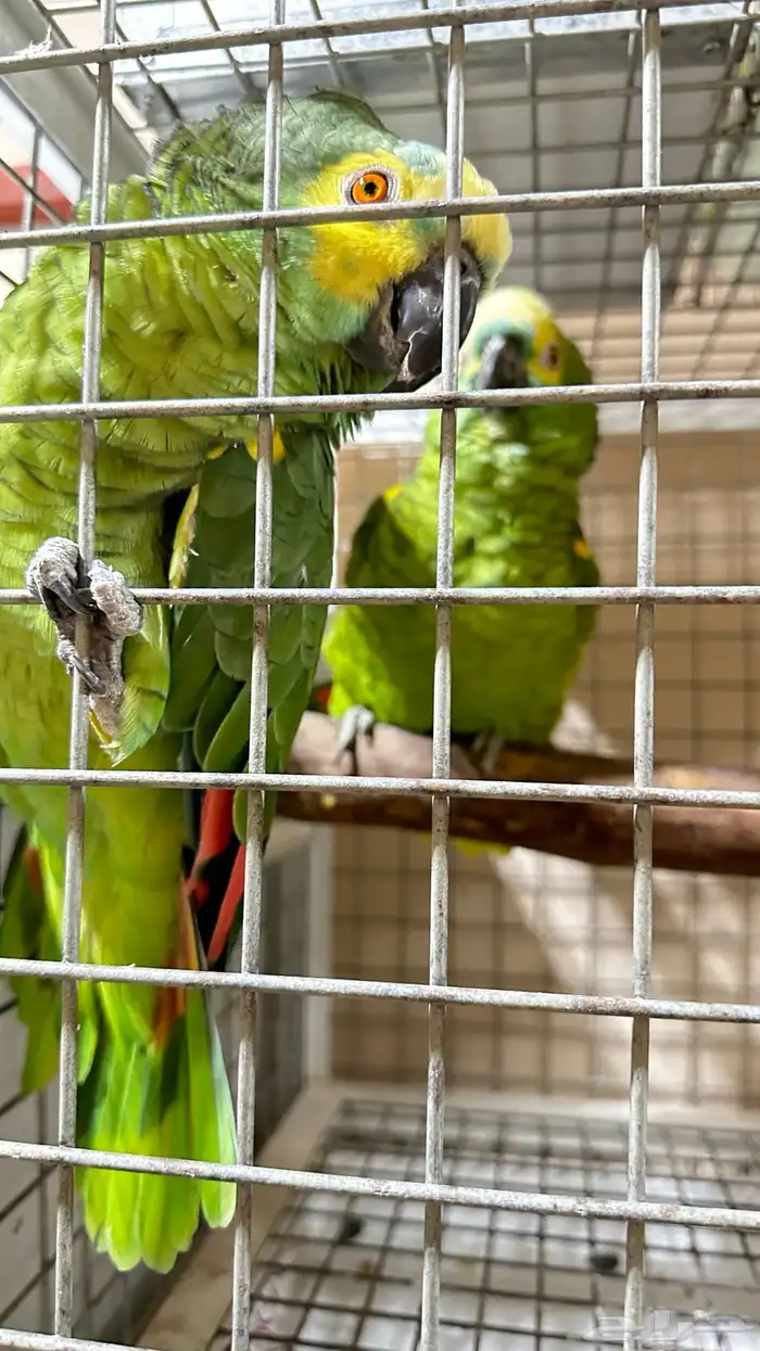 تم البيع زوج امازوني 6