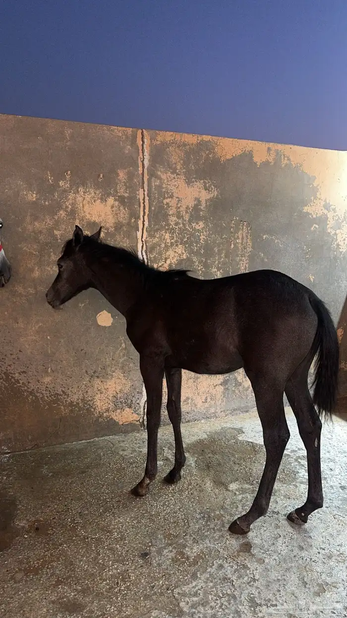 مهره شعبيه للبيع 0