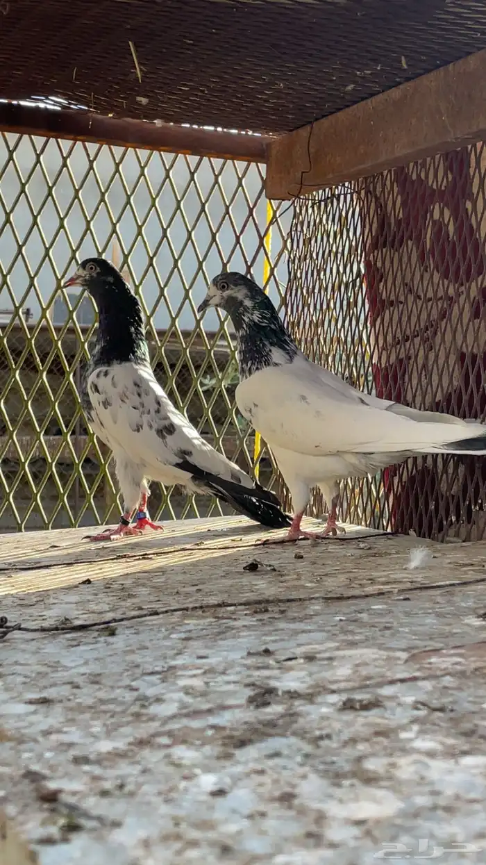 اجوز باكستاني 0