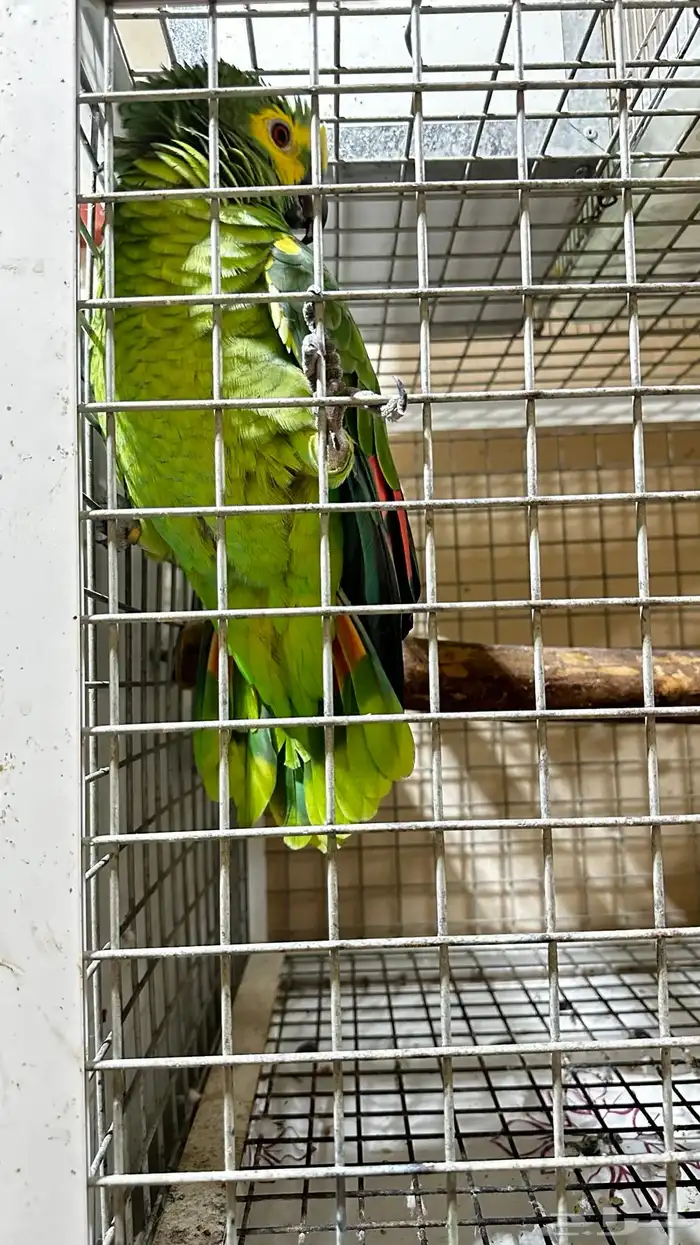 تم البيع زوج امازوني 13