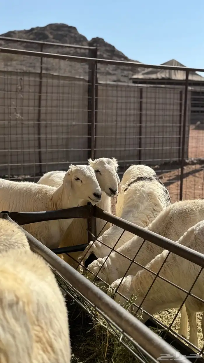 ذبائح مع خدمة السلخ والتوصيل 10