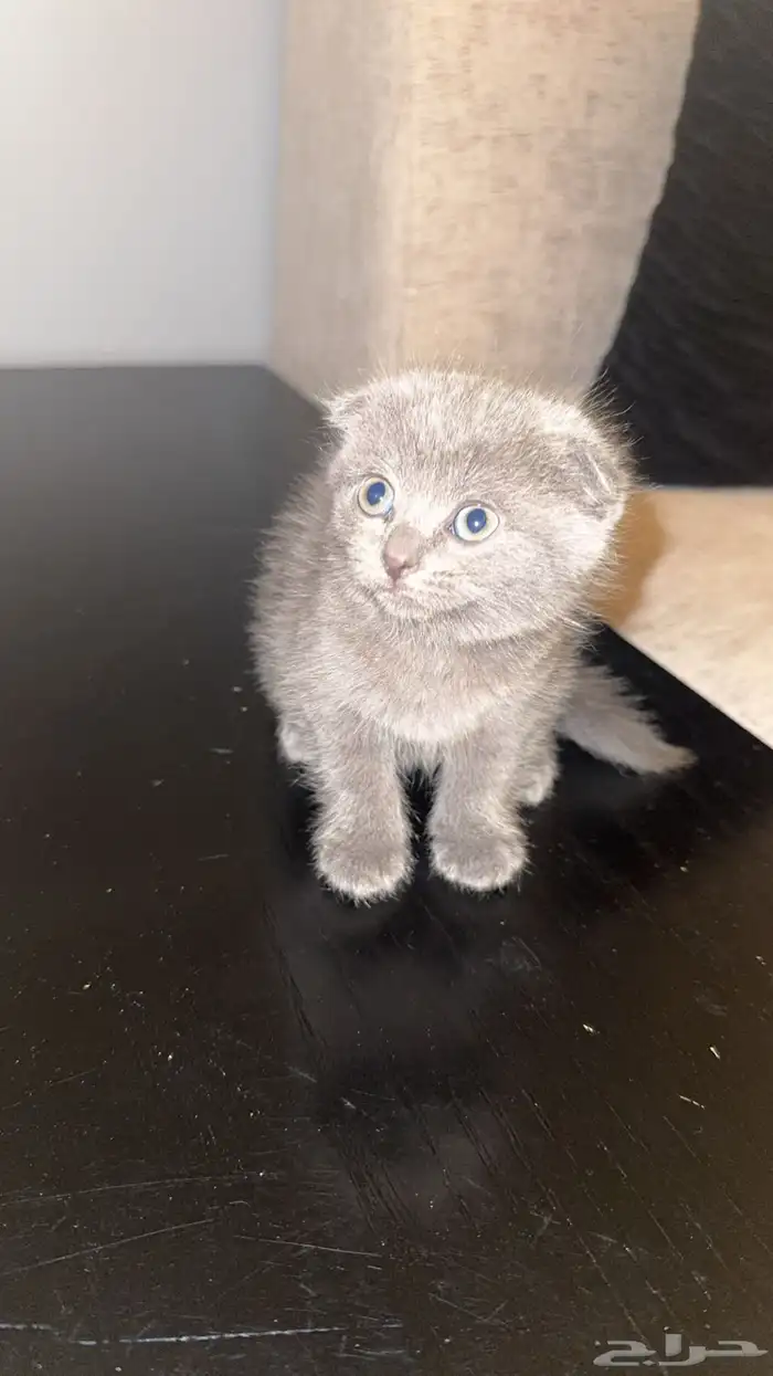 قطط سكوتش العمر شهرين 3
