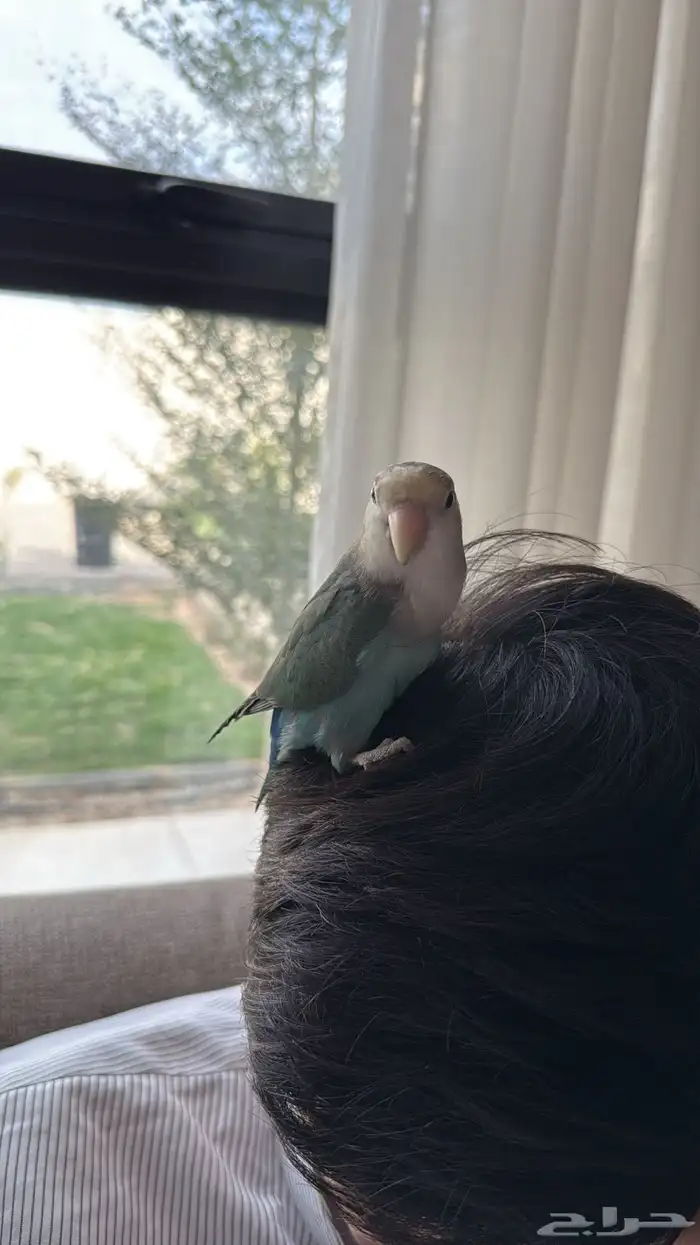 روز هدد خارجي انثى 2