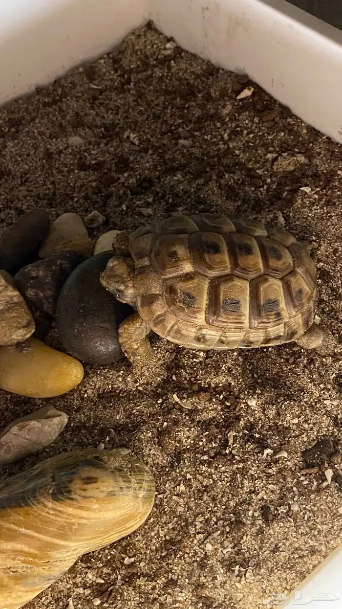 سلحفاة رمليه صغيره للبيع بصحة جدا  ممتازه 0