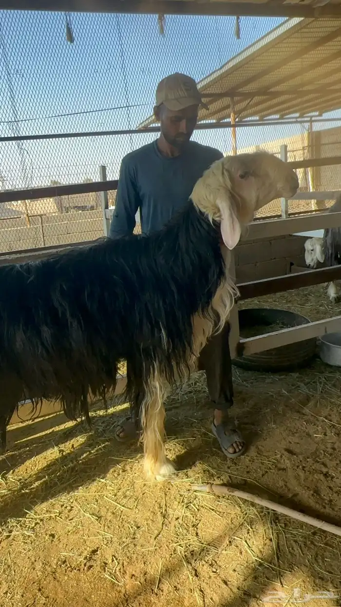 فحل نجدي مشروط 2