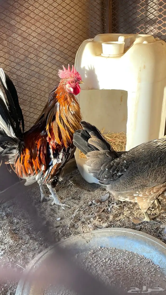 ديك و دجاجه مفرخه عربي ماكنتوش 3