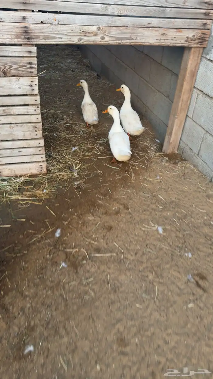 بط كيني وناثيه بلدي 5