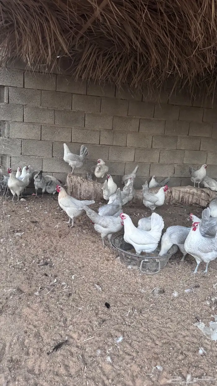 دجاج فيومي المنيوم وشبابي 3