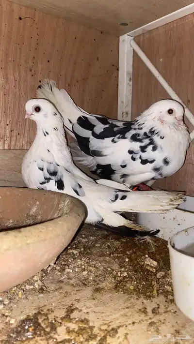 جوز قطايف قنادي النوادر index