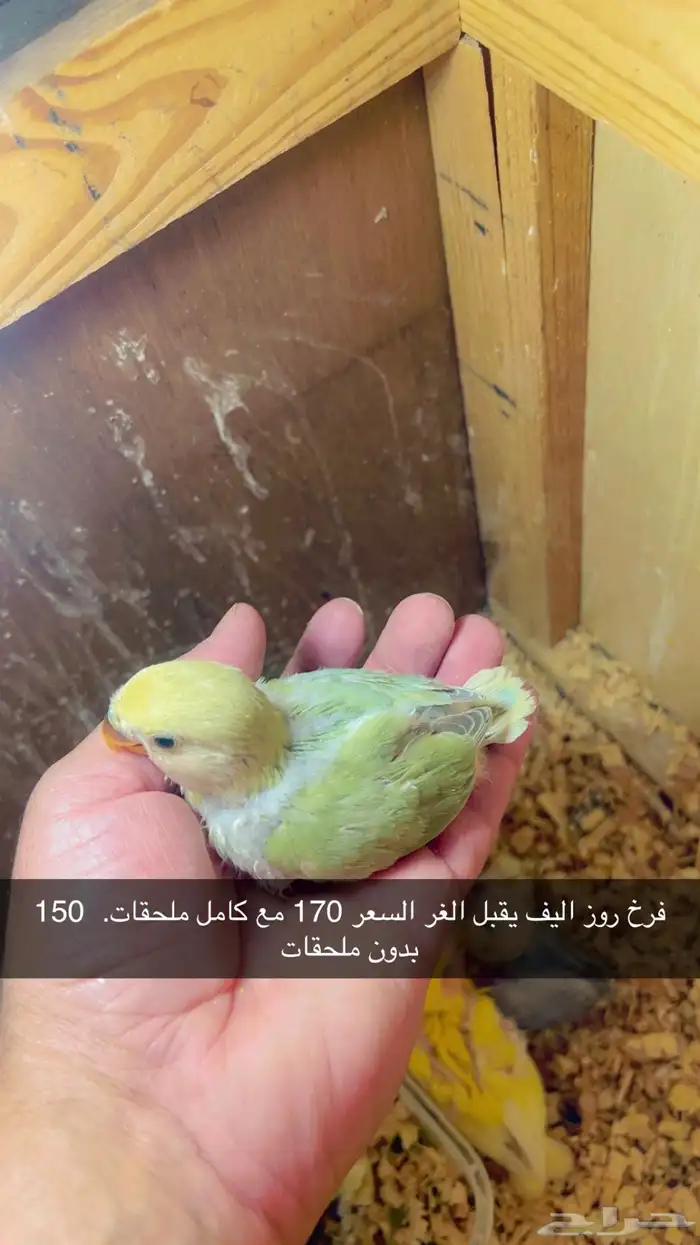 ماشاءالله فروخ روز اليفه تقبل الغر الاسعار وتفاصبل بالصوره 0