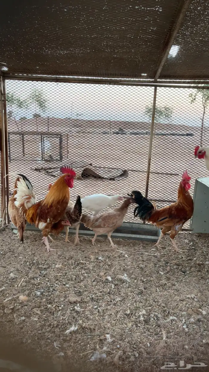 للبيع دجاج 3