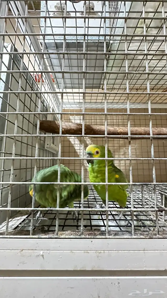 تم البيع زوج امازوني 3