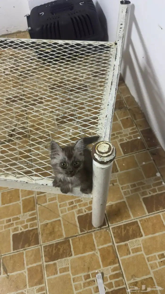 قطط شيرازي 1