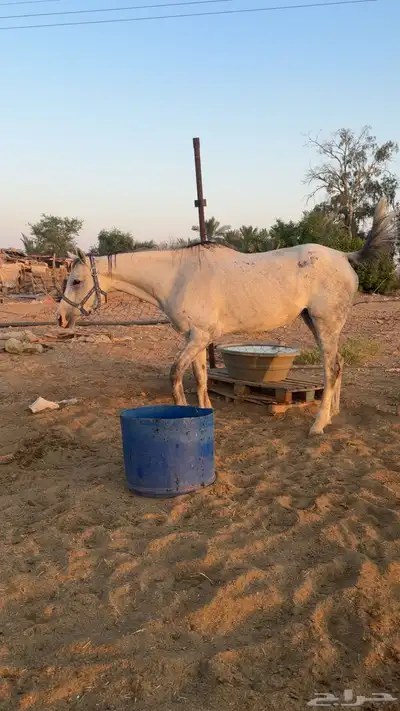 فرس زرقاء للبيع index