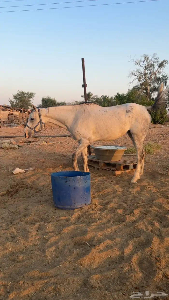 فرس زرقاء للبيع 3