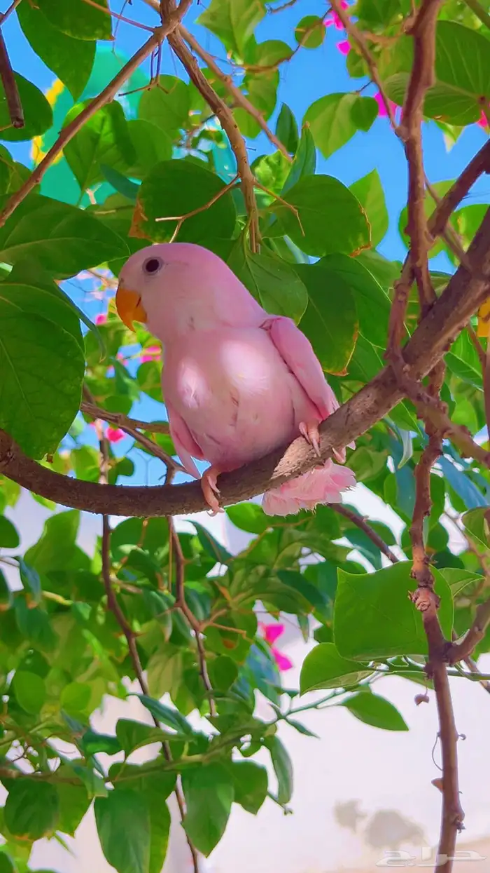 روز وردي اليف 1