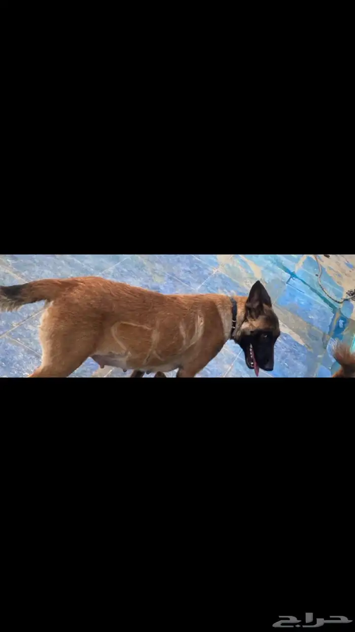 مالينو انثى 0