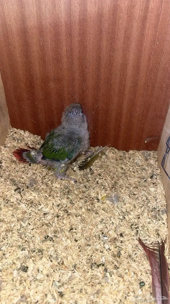 فرخ كنيور يلو سايد 2