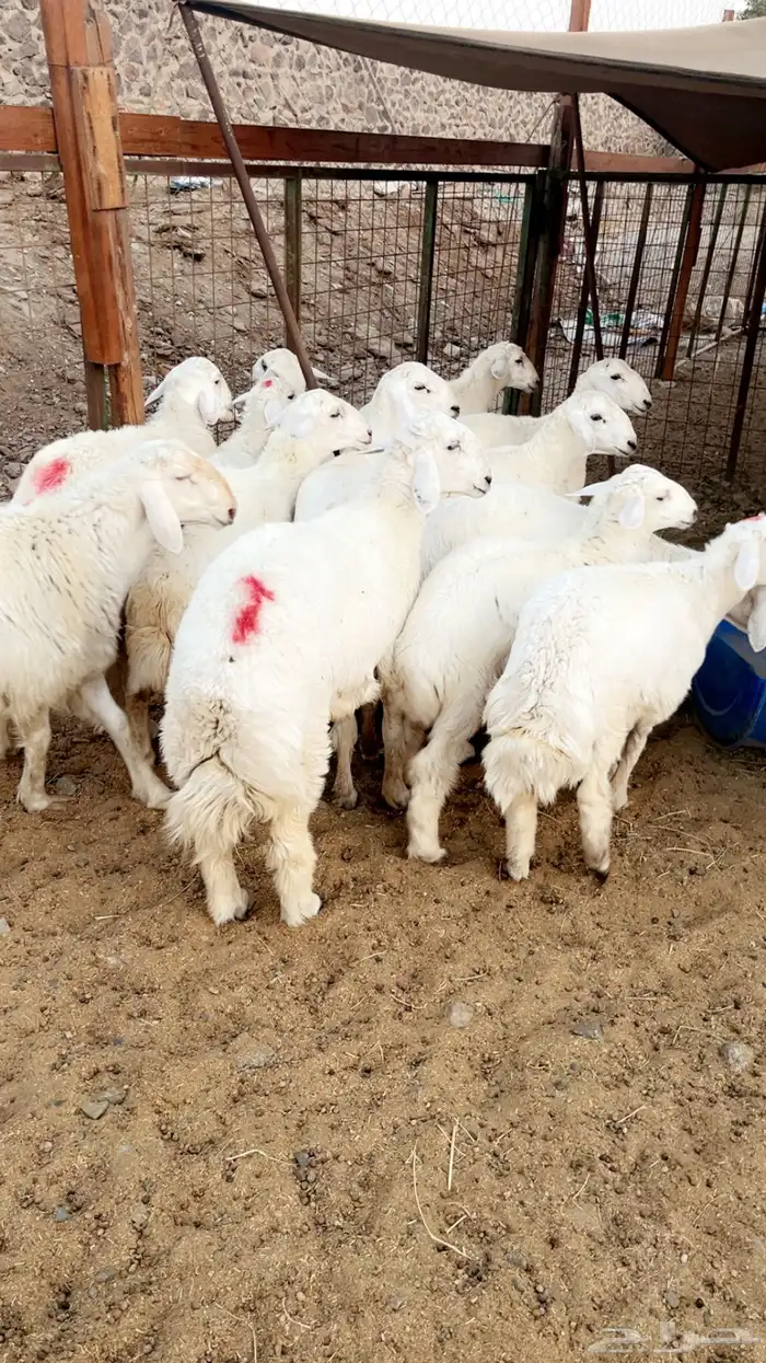 طليان حريه فاخره على الشرط 0