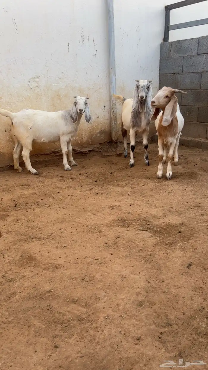 جفار ضرايب منوة للقاني 3