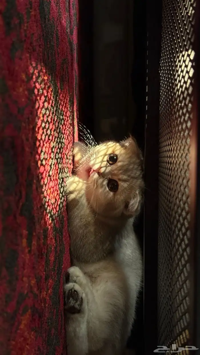 قط سكوتش فولد انثى 1