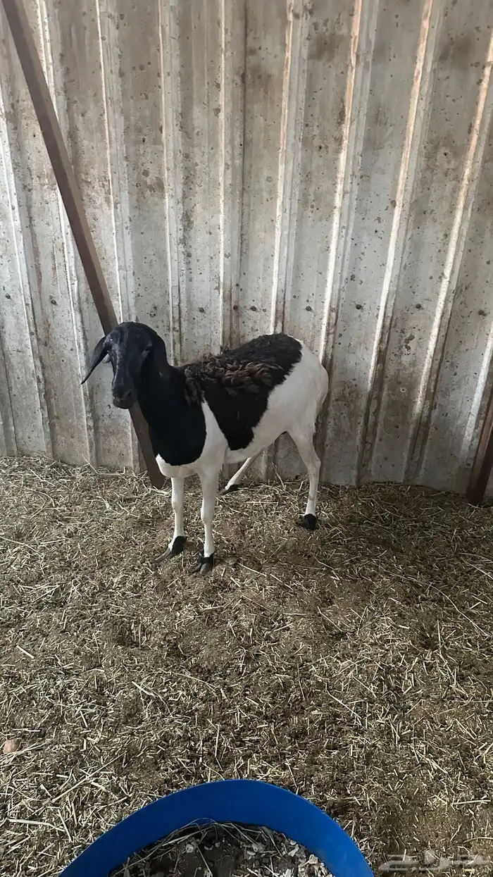 شاه بربريه 0