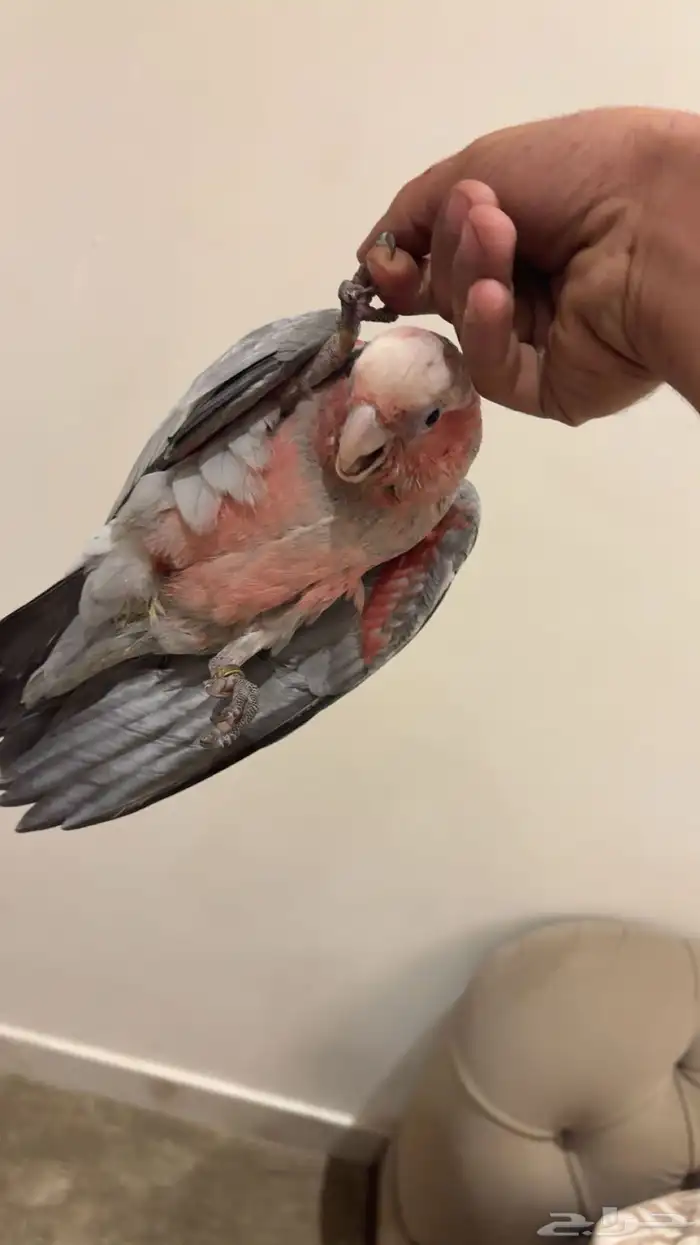 كوكاتو قالا فرخ يجي هدد احيان لعوب ورقيص 5