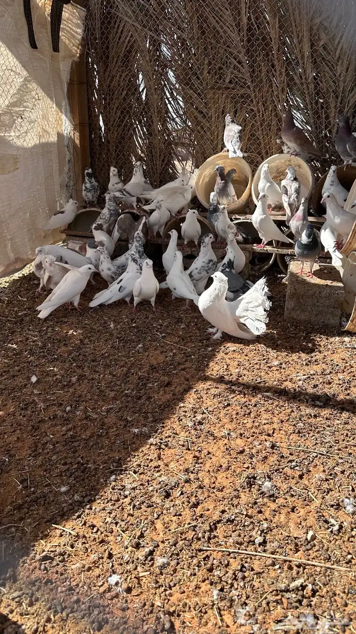 الجله وتبراك 3