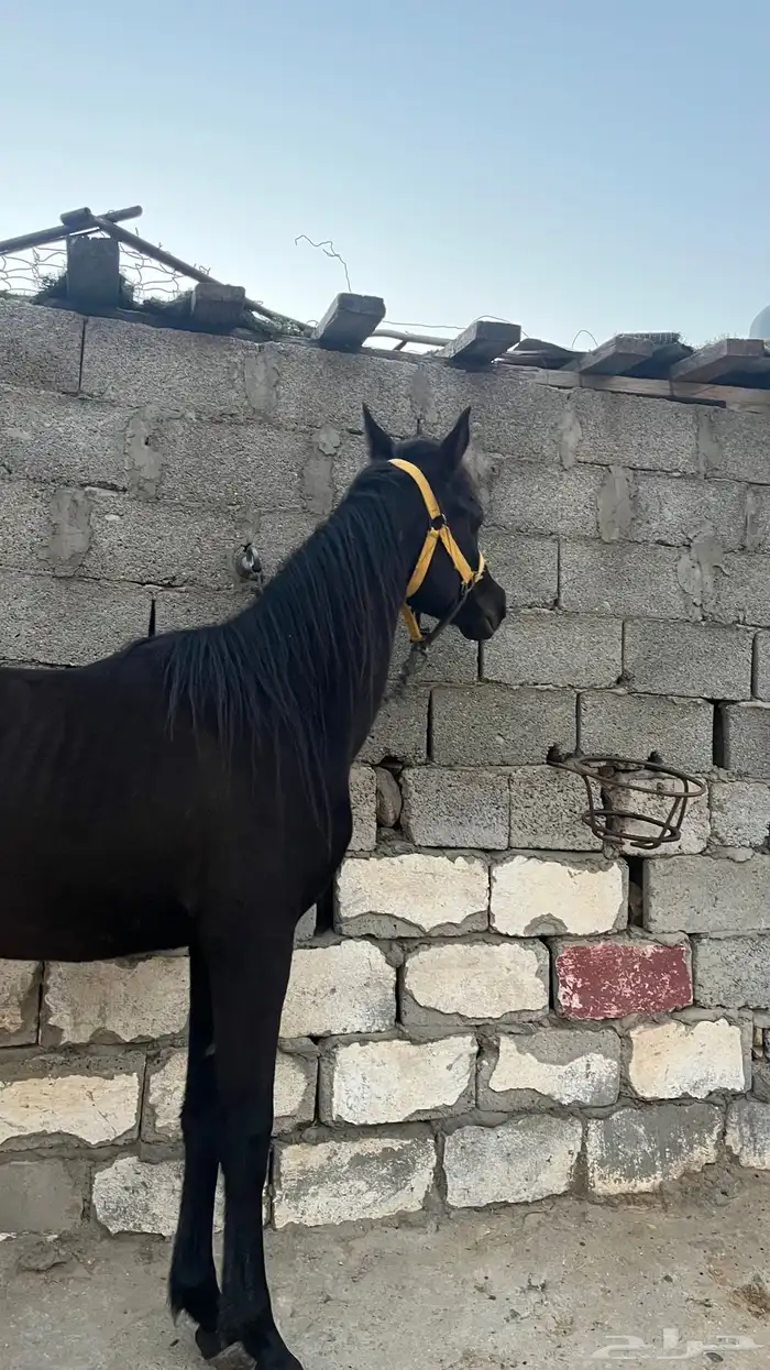 مهر ادهم بطل. 5